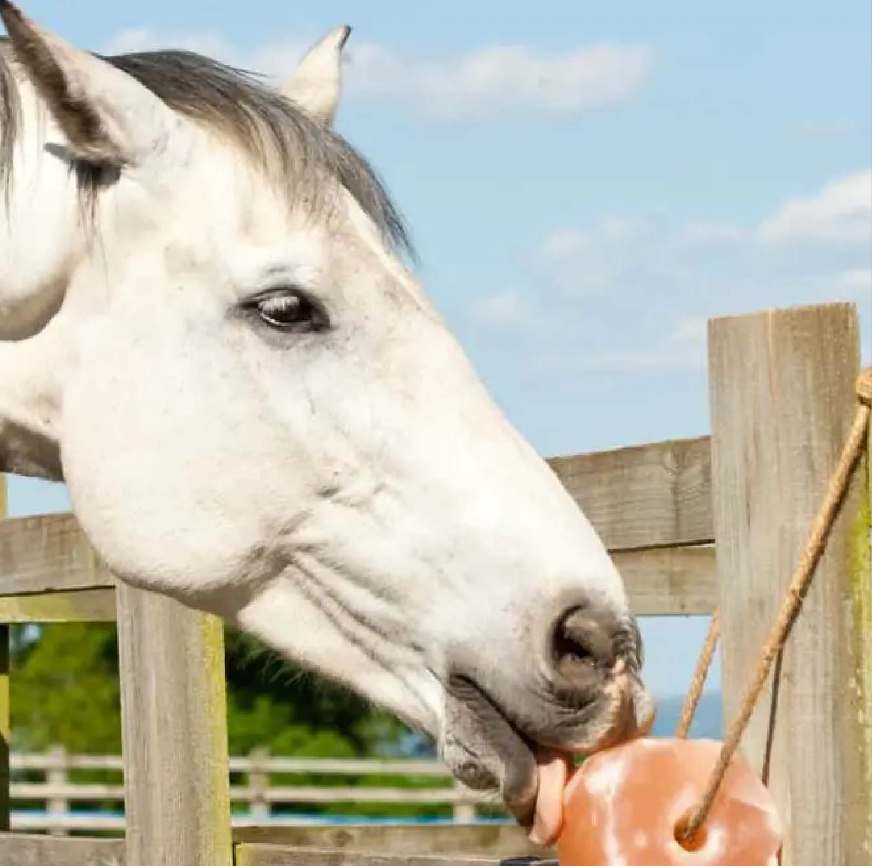 Animal Licking Salt block for horse - Unified Business Experts