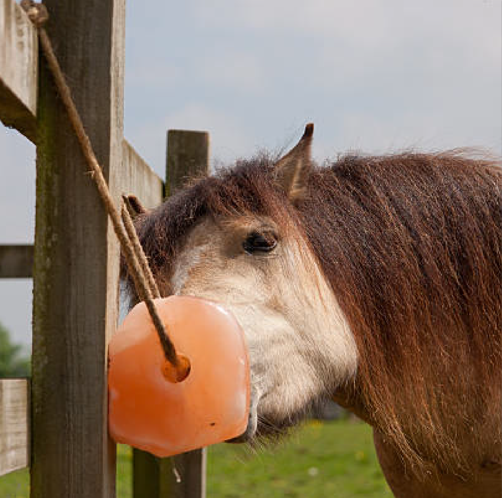 Horse licking blocks of salt - Unified Business Experts