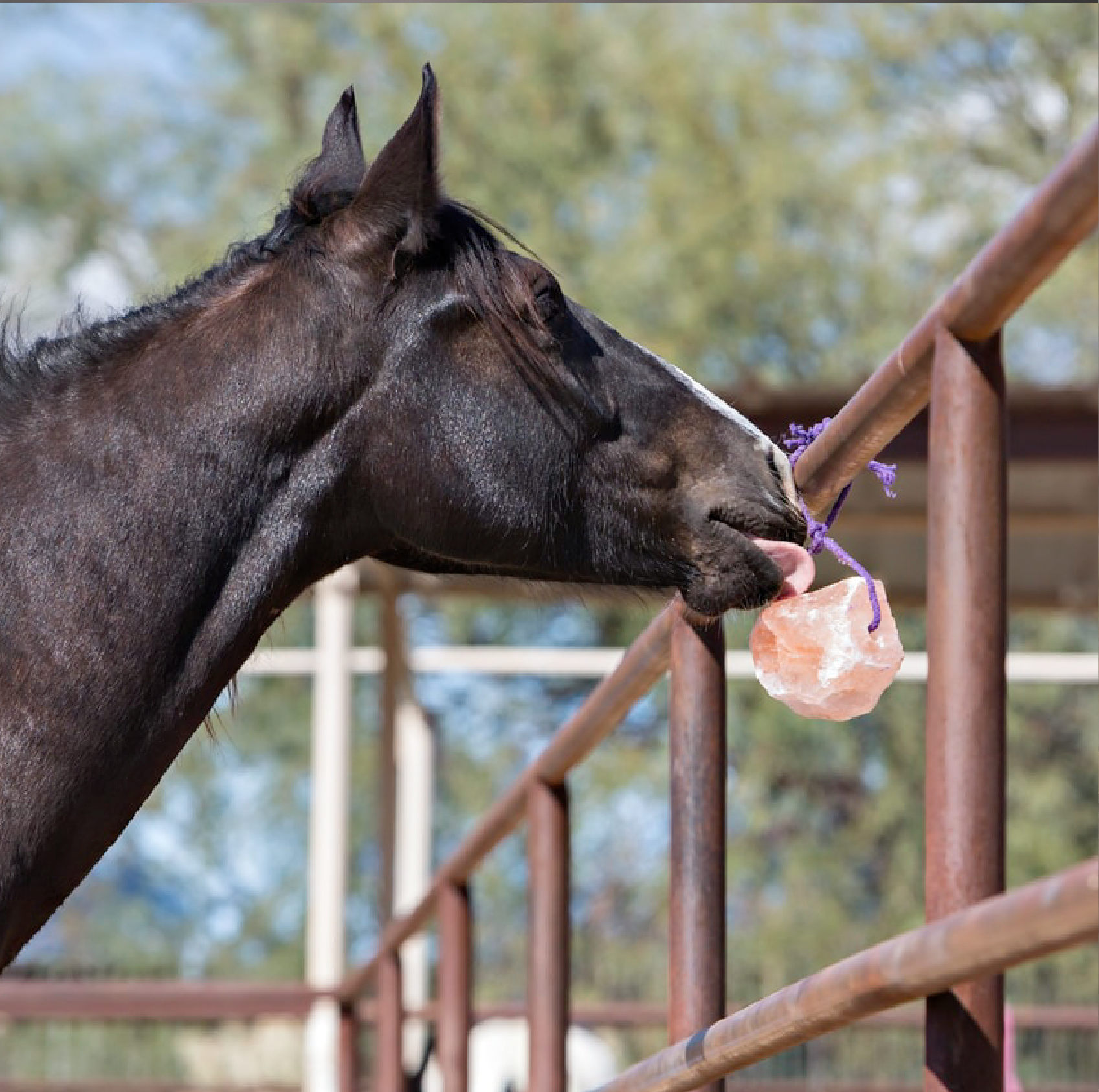 Horse licking salt mineral block - Unified Business Experts